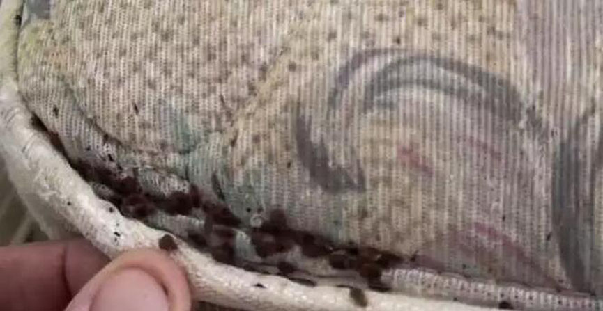 黄瓜视频污污污分享：劣質黄瓜视频IOS污危害多
